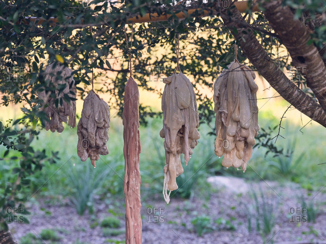 Bunch of raw animal bowels hanging near shrub and drying on sunny day in countryside