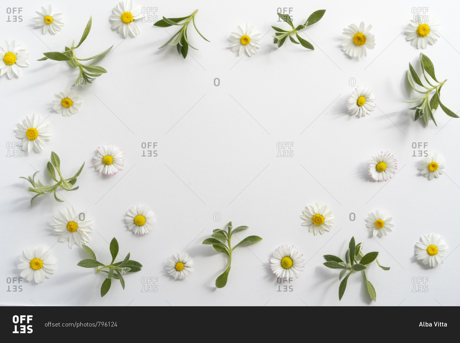 Flat lay arrangement of daisy flowers on plain background