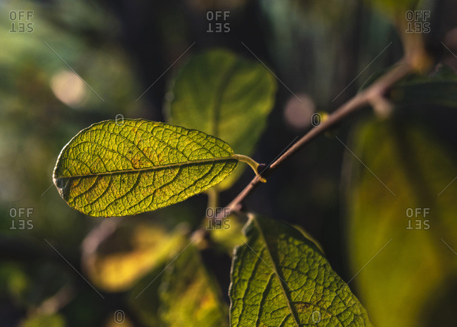 Green and yellow leaf on a branch