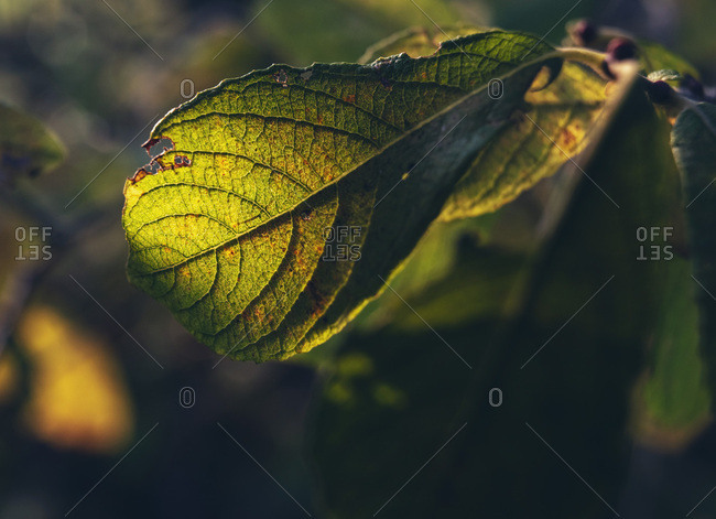Close up of green and yellow leaf on a branch