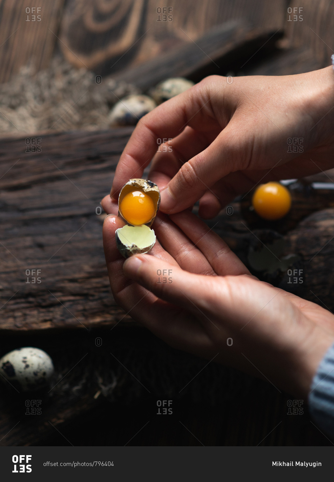 Unrecognizable woman holding broken quail egg with bright yolk in her hands over dark wooden background, view from above