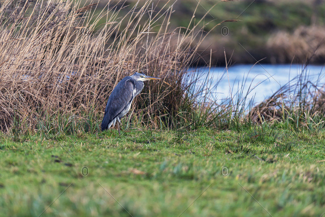 Gray heron on water's edge