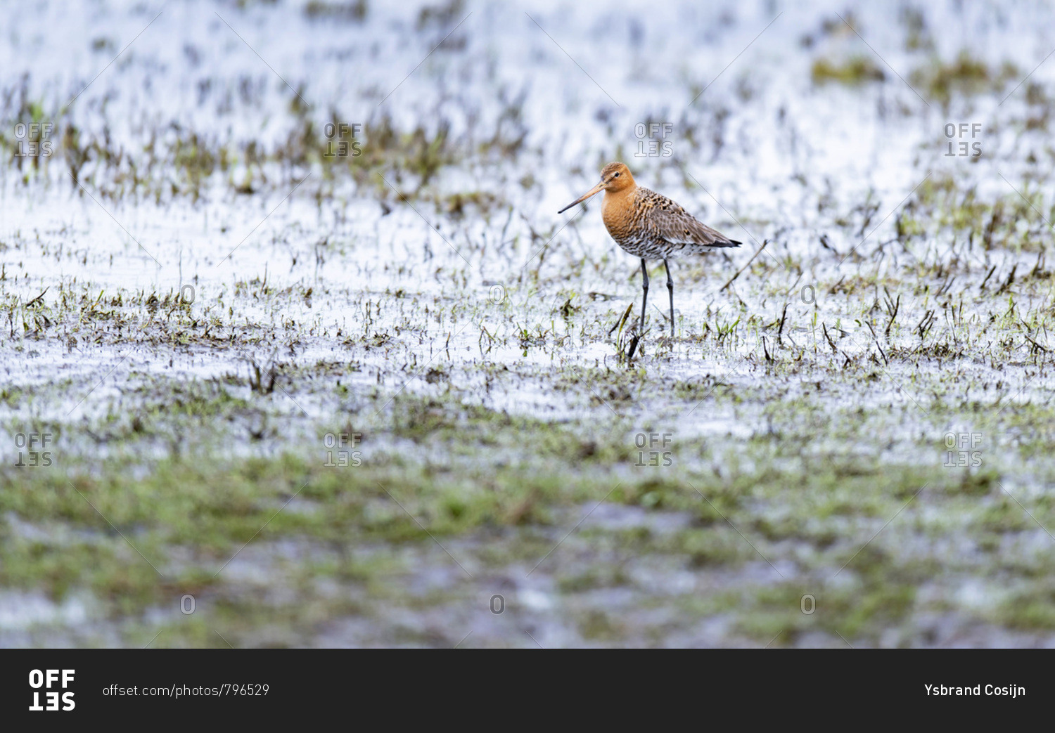 Red knot bird walking in a muddy field