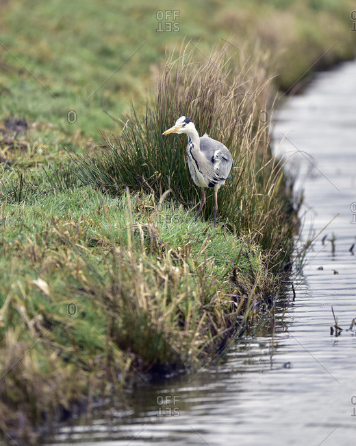 Gray heron on a river's edge
