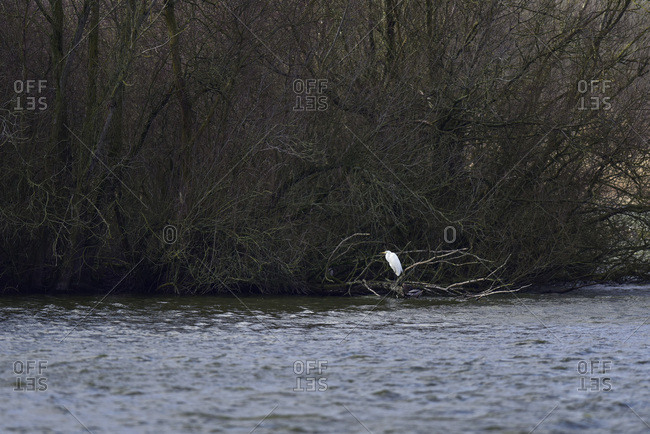 Gray heron perched on a fallen tree branch in the river
