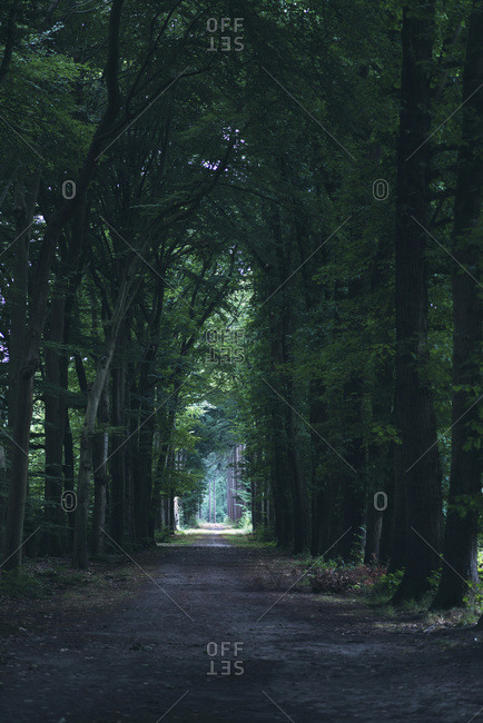 Dark tree lined path in the woods