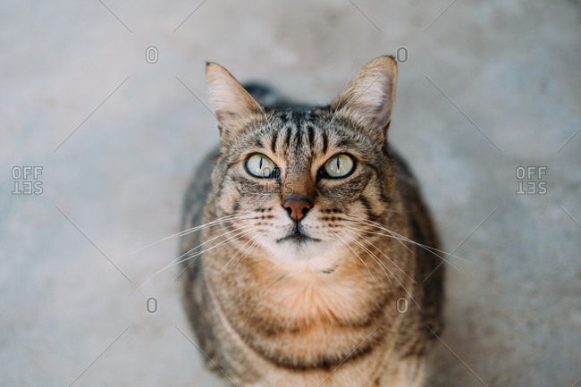 Cute tabby cat looking up in gray background