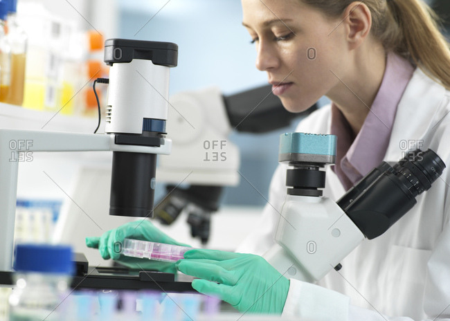 Cell Research- Scientist placing a multi well plate under the microscope ready to examine cells in the laboratory