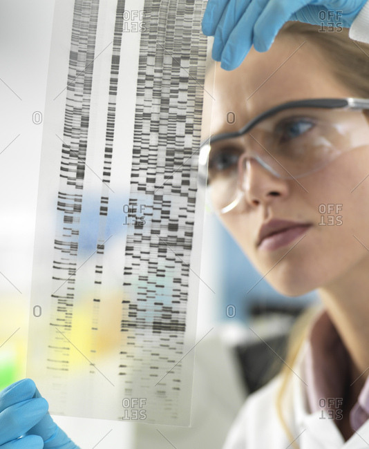Scientist examining the results on a DNA autoradiogram in the laboratory