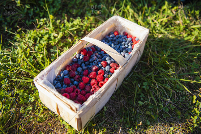 Splint basket of freshly picked berries