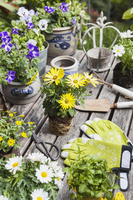 Different summer flowers and gardening tools on garden table