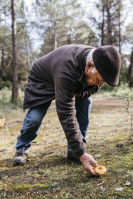 Senior man finding mushroom in the forest