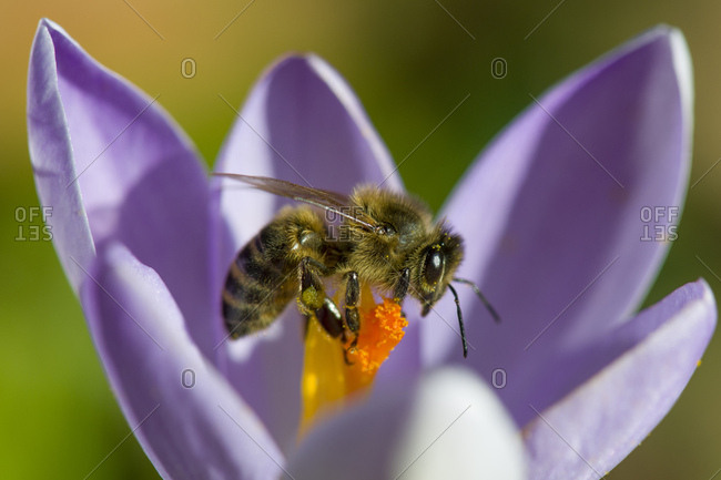Honey bee- Apis- on crocus