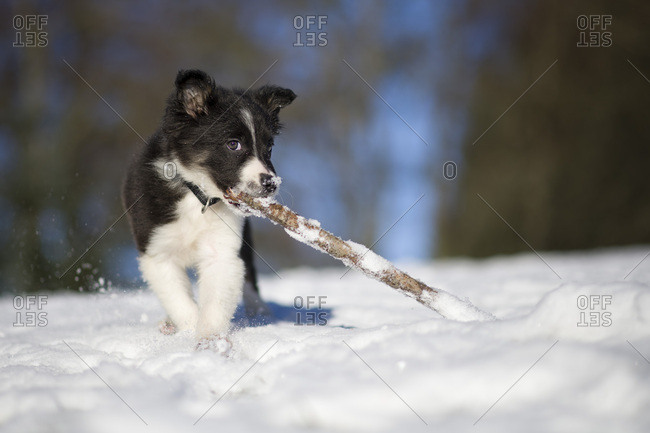 Border Collie puppy playing with wood stick in snow