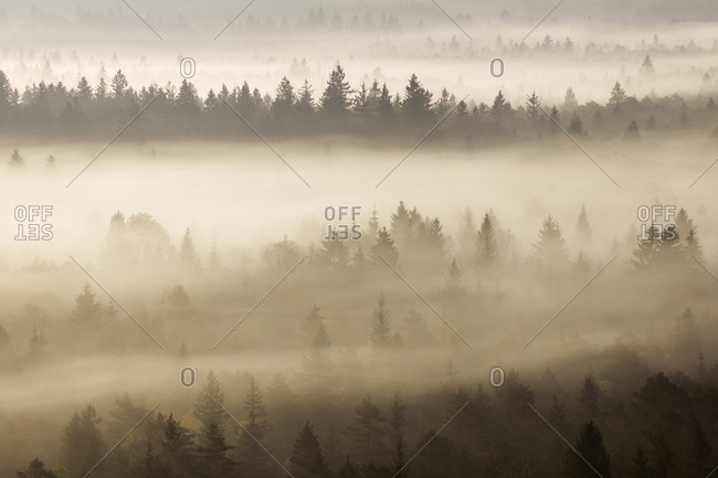 German- Bavaria- Munich- Isar Valley- Morning mist in forest