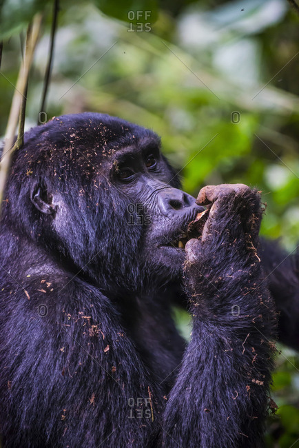 Africa- Uganda- Mountain gorilla- Gorilla beringei beringei- in the Bwindi Impenetrable National Park