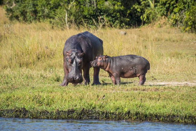 Africa- Uganda- Hippopotamus- Hippopotamus amphibius- mother with baby- Murchison Falls National Park