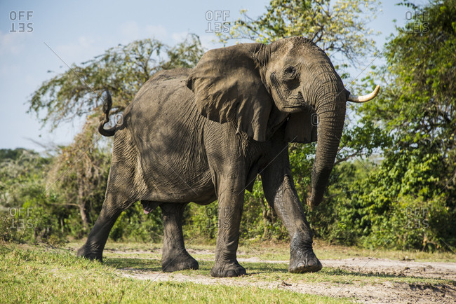 Africa- Uganda- African elephant- Loxodonta africana- Murchison Falls National Park