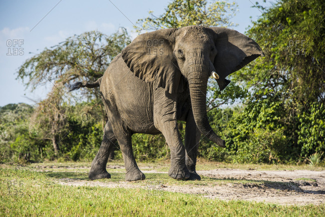 Africa- Uganda- African elephant- Loxodonta africana- Murchison Falls National Park
