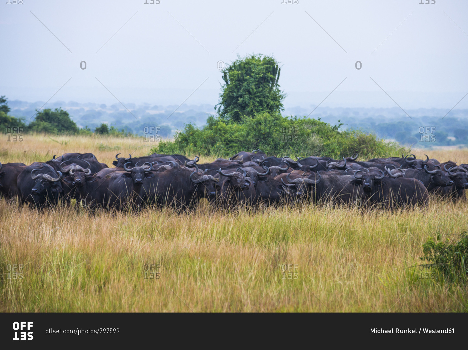 Africa- Uganda- Cape buffaloes- Syncerus caffer- Queen Elizabeth National Park
