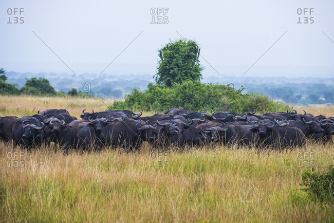Africa- Uganda- Cape buffaloes- Syncerus caffer- Queen Elizabeth National Park
