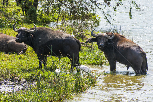 Africa- Uganda- Cape buffaloes- Syncerus caffer- Queen Elizabeth National Park