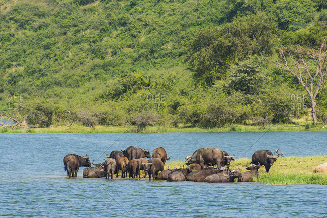 Africa- Uganda- Cape buffaloes- Syncerus caffer- Queen Elizabeth National Park