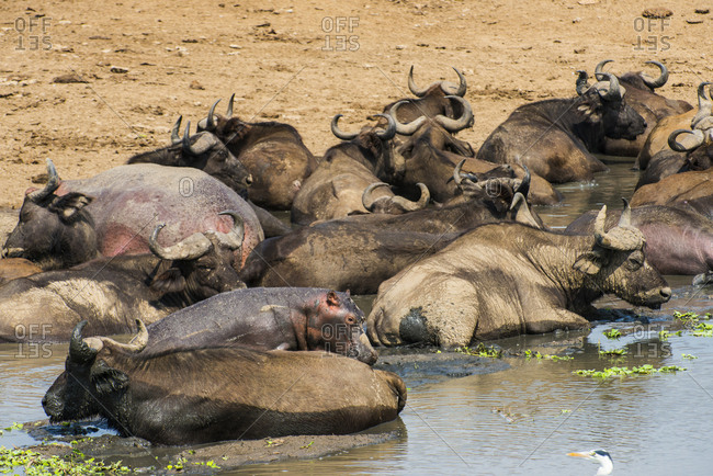 Africa- Uganda- Cape buffaloes- Syncerus caffer- Queen Elizabeth National Park