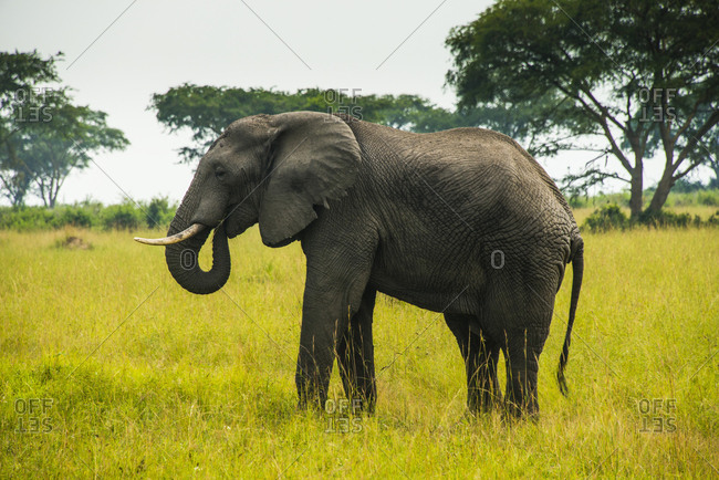 Africa- Uganda- African elephant- Loxodonta africana- Queen Elisabeth National Park