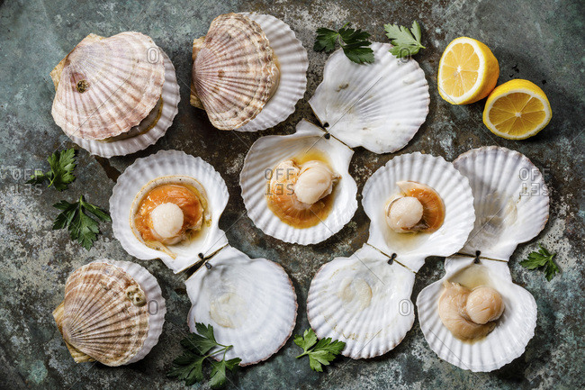 Raw uncooked Scallops in cockleshell and lemon and leaf vegetable on gray background