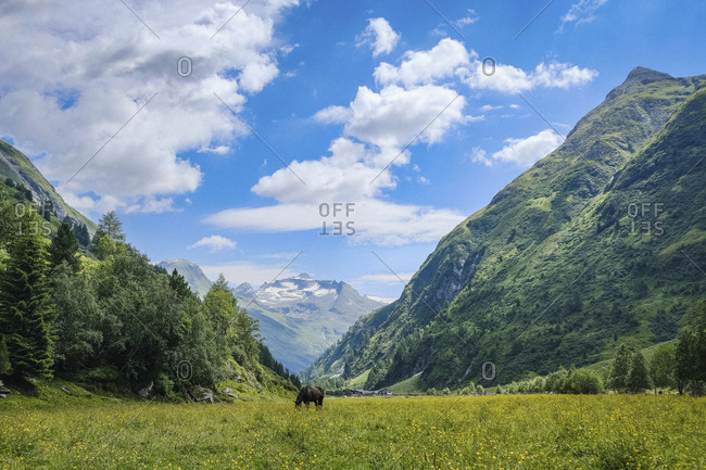 Horse grazing in idyllic, scenic mountain valley, Innergschloess, Tyrol, Austria