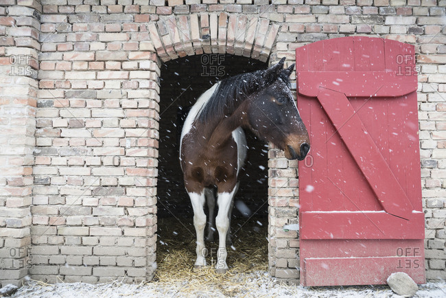 Snow falling over horse standing in barn doorway