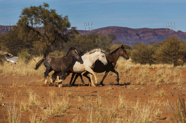 Wild horses running in sunny desert, Haasts Bluff, Northern Territory, Australia