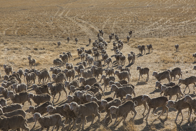 Flock of merino sheep in sunny arid field, St Arnaud, Victoria, Australia
