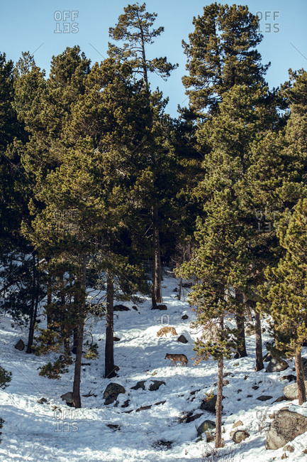 Wild wolf in winter forest near rock hill in sunny day in Les Angles, Pyrenees, France
