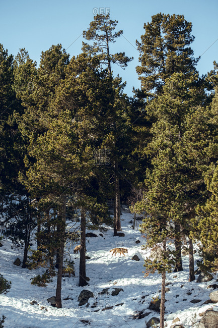 Wild wolf in winter forest near rock hill in sunny day in Les Angles, Pyrenees, France