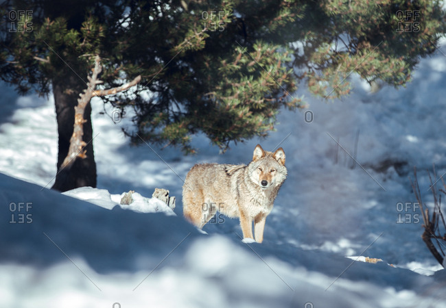 Wild wolf in winter forest near rock hill in sunny day in Les Angles, Pyrenees, France