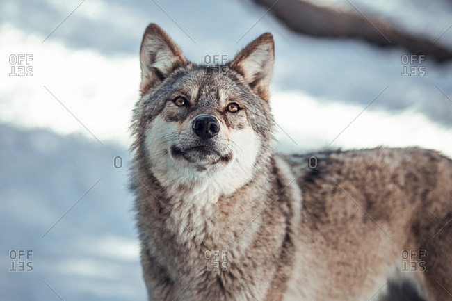 Wild wolf in winter forest near rock hill in sunny day in Les Angles, Pyrenees, France