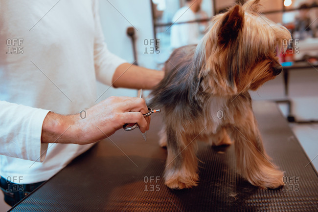 Crop groomer trimming fur of little dog