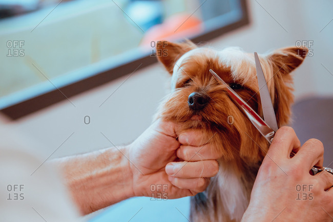 Crop groomer trimming fur of little dog