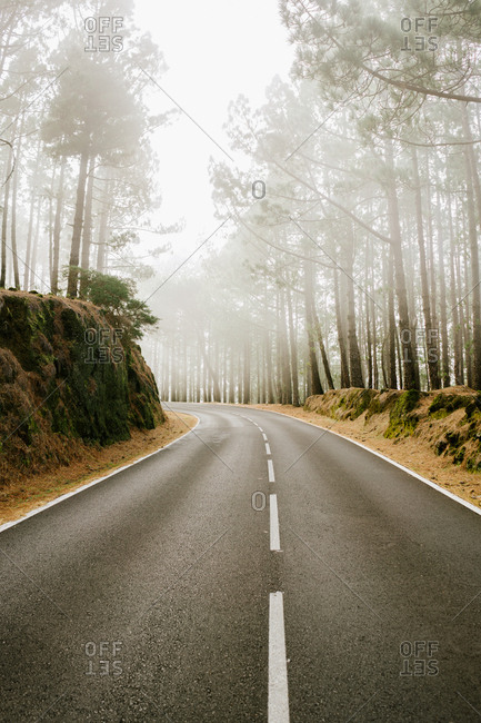Asphalt road in foggy forest