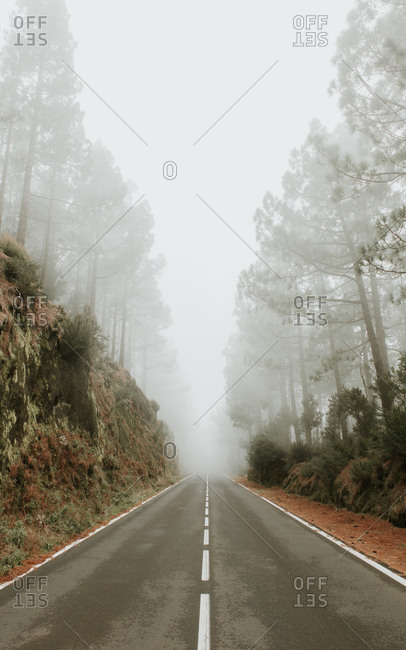 Asphalt road in foggy forest