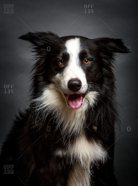 Wonderful fluffy Border Collie staring at camera while sitting on gray background