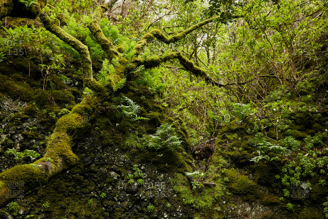 Landscape of beautiful green foliage and mossy trees in tropical forest, Canary Islands
