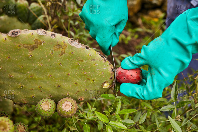 prickly pear gloves