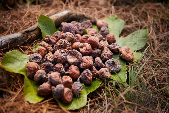 Closeup of pile of dried fruit of fig on green leaf on ground