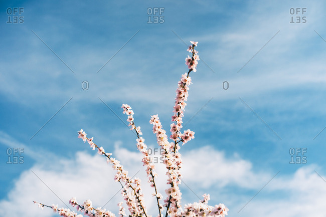 Peach blossoms against blue sky in Aitona, Lleida