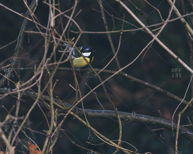 Great tit bird on a tree branch