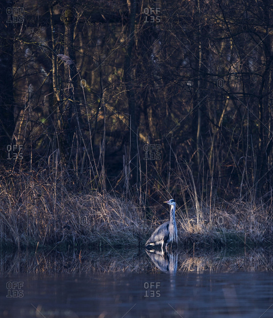 Gray heron standing at river's edge