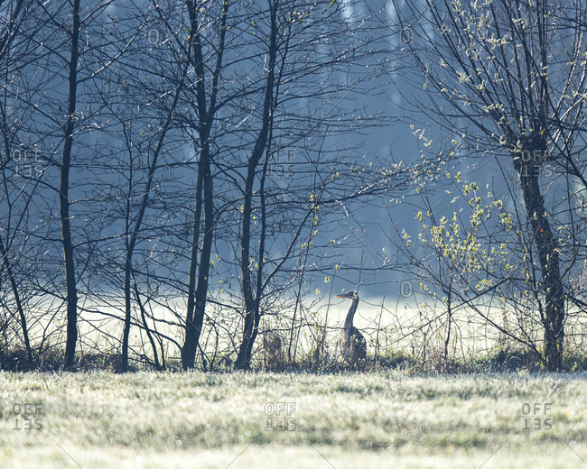 Gray heron walking by trees in a field